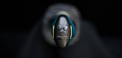 War Horse Katana